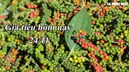 Giá tiêu hôm nay 24/11: Thị trường trong nước tăng nhẹ