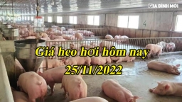 Giá heo hơi hôm nay 25/11: Tăng nhiều nhất đến 3.000 đ/kg