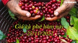 Giá cà phê hôm nay 25/11: Quay đầu giảm giá trong nước