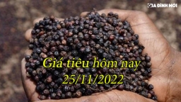 Giá tiêu hôm nay 25/11: Tăng thêm 500 đ/kg