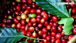 Giá cà phê hôm nay 8/12: Arabica giảm mạnh