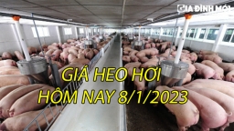 Giá heo hơi hôm nay 8/1: Giao dịch dưới mức 54.000 đ/kg