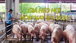 Giá heo hơi hôm nay 9/1/2023 tại tất cả các vùng trên cả nước