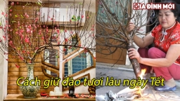 Cách giữ hoa đào tươi lâu ngày Tết, mẹo giúp hoa đào nở nhanh