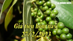 Giá tiêu hôm nay 27/2/2023: Tiêu nội địa tăng trong tuần qua