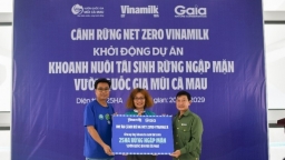 Vinamilk triển khai dự án tái sinh 25 hecta rừng ngập mặn tại tỉnh Cà Mau, hướng tới 'Cánh rừng Net Zero'