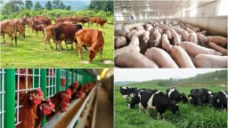 Ứng dụng công nghệ mới: Giải pháp hiệu quả trong xử lý chất thải chăn nuôi