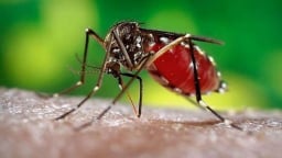 Bệnh Chikungunya là bệnh gì mà Bộ Y tế chỉ đạo khẩn phòng chống?