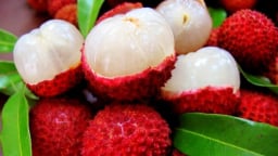 Vì sao quả vải thiều Bắc Giang được Trung Quốc ưa chuộng?