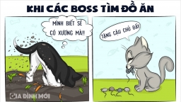 Hài hước 11 điểm khác biệt khi nuôi chó và khi nuôi mèo