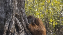 Mãn nhãn với những bức ảnh đoạt giải cuộc thi ảnh thiên nhiên 2017 của National Geographic