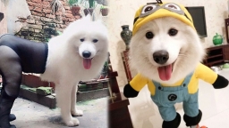 23 hình ảnh 'ngáo ngơ' hài hước của chó Samoyed khiến ai cũng muốn 'rước' về nuôi