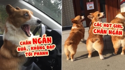 35 hình ảnh của giống chó Corgi minh chứng: Chân ngắn là đáng yêu nhất!