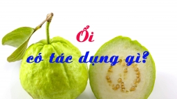 Ăn ổi có tác dụng gì, có giảm cân không?