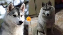 Nhờ bạn trai chăm bé Husky, khi trở về cô lập tức 'hối hận', còn mẹ cô chỉ nói 'con hãy cưới cậu này'