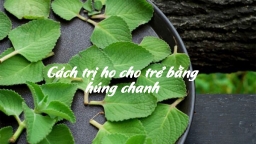 Cách trị ho cho trẻ sơ sinh bằng húng chanh an toàn và hiệu quả