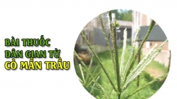 6 bài thuốc dân gian từ cỏ mần trầu nhất định phải lưu lại khi cần áp dụng ngay