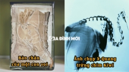 22 hình ảnh chứng minh thế giới này có quá nhiều điều kỳ quặc, trứng chim Kiwi to hơn trứng đà điểu