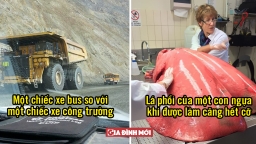 21 thứ tưởng không to mà to không tưởng, kích cỡ tim cá voi xanh khiến bạn 'phát hoảng'