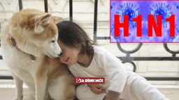 Nghiên cứu mới: Chó cũng có thể nhiễm cúm H1N1 và lây cho người