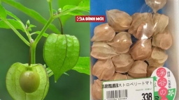 Loại cây ở Nhật bán 700.000 đồng/kg, mọc đầy ở Việt Nam, cho chẳng ai lấy