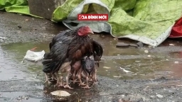 Gà mẹ dang cánh che đàn con giữa trời mưa nặng hạt lay động triệu trái tim