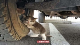 Một chàng trai nhìn thấy chú mèo con sợ hãi núp dưới bánh xe tải, anh chẳng thể làm ngơ