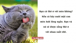 14 sự thật bất ngờ về tâm lý loài mèo khiến Sen vừa ngạc nhiên vừa yêu mến chúng nhiều hơn