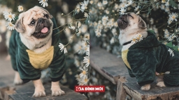 Ngắm nhìn chú chó pug mặt xệ thần thái ngây thơ thả dáng bên cúc họa mi