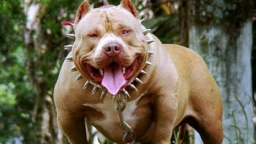 Ra hồ điều hòa tập thể dục, người đàn ông bị chó Pitbull tấn công