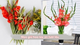 Nhờ những mẹo giữ hoa lay ơn mẹ chồng mách mà bình hoa của tôi tươi rói suốt mấy ngày Tết