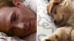 Hài hước loạt ảnh giống nhau kỳ lạ giữa tài tử Captain America và chó Golden Retriever