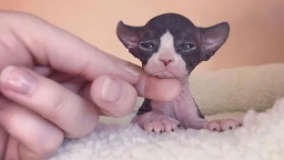 20 chú mèo Sphynx siêu đáng yêu khiến bạn thay đổi cái nhìn về chúng