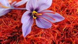 Bà bầu có nên dùng Saffron: Lợi ích và tác dụng phụ cần lưu ý