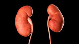 9 thực phẩm giúp thận khỏe dễ tìm và gợi ý thực đơn giải độc thận hàng ngày