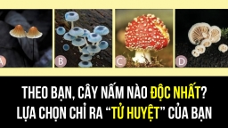 Trắc nghiệm: Cây nấm nào độc nhất? Lựa chọn chỉ ra 'tử huyệt' của bạn