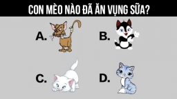 Trắc nghiệm: Con mèo nào ăn vụng sữa? Kết quả tiết lộ bạn là thiên thần hay ác quỷ