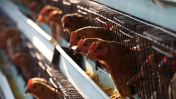Xuất hiện cúm gia cầm H5N1 ở Hồ Nam, gần tâm điểm bùng phát dịch virus Corona