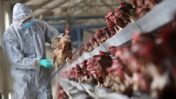 WHO giải đáp về cúm H5N1: Nguyên nhân, triệu chứng, cách điều trị và cách phòng tránh