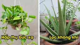 5 loại cây cảnh giúp lọc sạch khí độc, hút sóng, bức xạ trong nhà cực tốt