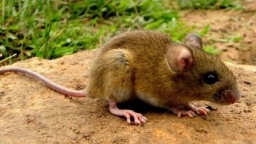 Hantavirus là gì, có nguồn gốc từ đâu và nó nguy hiểm như thế nào?