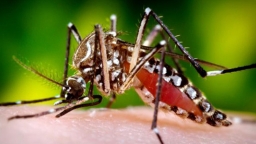 Đà Nẵng thông tin về ca nhiễm virus Zika đầu tiên ở Việt Nam, 1.000 người bị giám sát