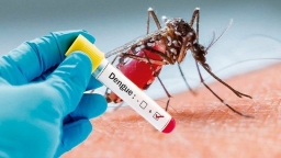 Tăng số ca nặng và qua đời do virus Dengue ở khu vực phía Nam