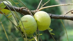 5 loại thảo mộc kích thích tóc mọc nhanh