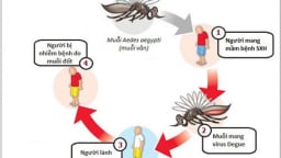 Bác sĩ Bệnh viện Nhi đồng TP.HCM khuyến cáo cách phòng bệnh sốt xuất huyết trong mùa mưa