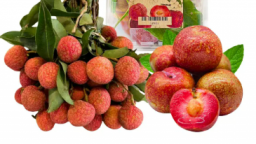 Giữ vải, mận tươi lâu ngày hè: Bí quyết đơn giản nhưng không phải ai cũng biết!