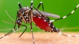 WHO cảnh báo nguy cơ bùng phát sốt Chikungunya trên diện rộng