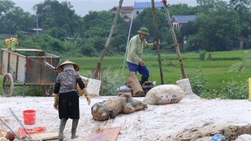 Bộ NN-PTNT họp khẩn về Dịch tả lợn châu Phi: Ngày càng lan rộng