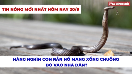 Tin nóng hôm nay 20/9: Sự thật về tin hàng nghìn rắn hổ mang xổng chuồng