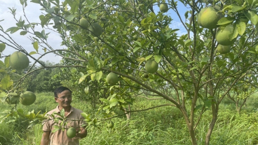 An Bình nâng cao hiệu quả sản xuất nông nghiệp